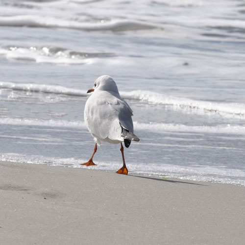 Eine einzelne Möwe am Strand